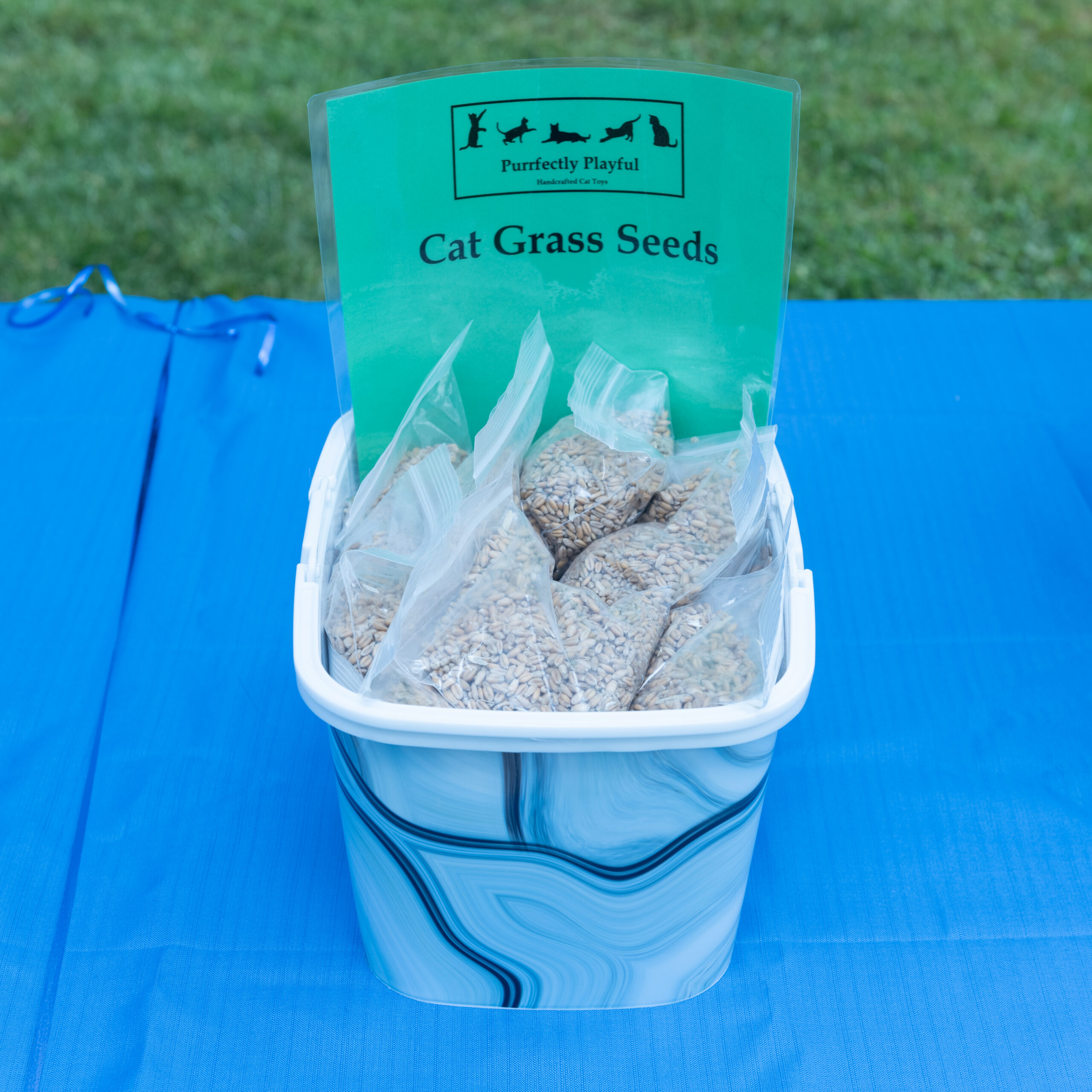 cat grass photo